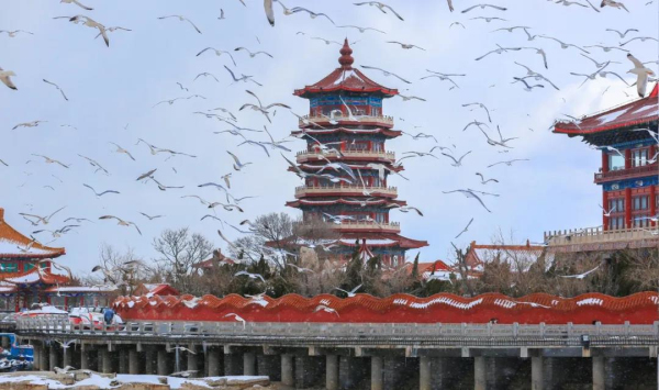 Seagulls descend upon Penglai
