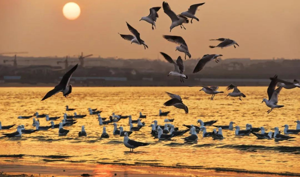 Seagulls descend upon Penglai