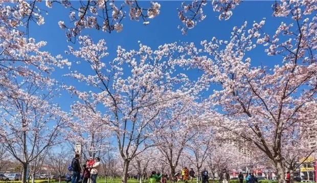 Spring brings colors to Yantai