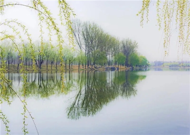 Spring brings colors to Yantai