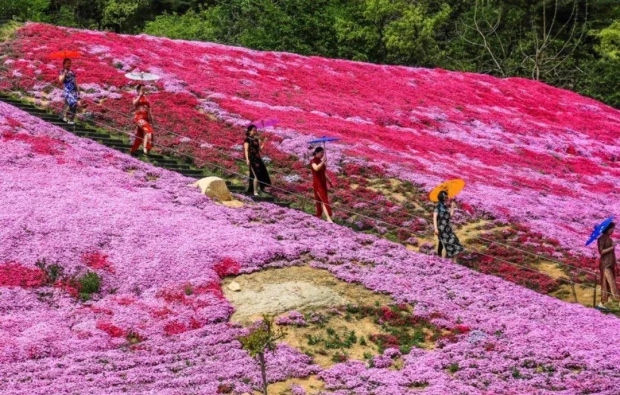 Spring brings colors to Yantai