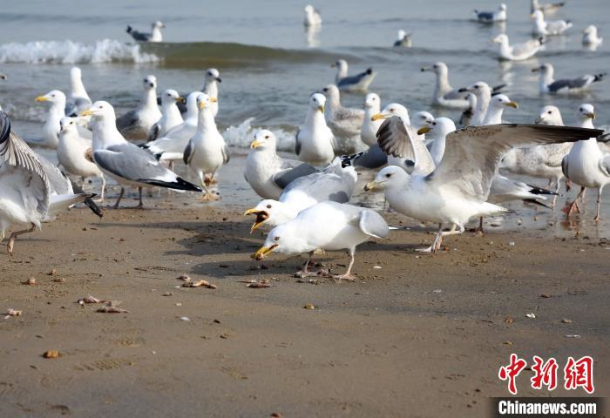 Seagulls foraging captured in photos