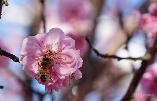 Plum blossoms burst forth at Nanshan Park