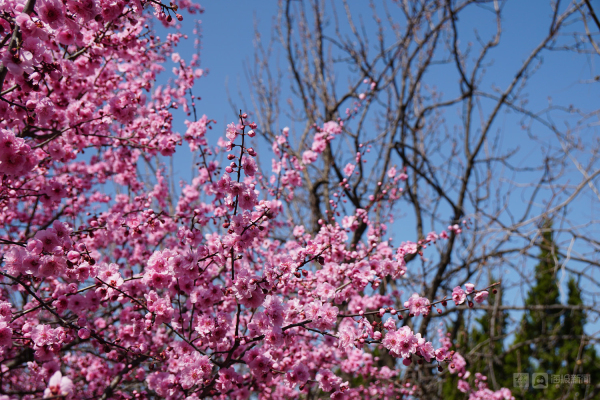 Plum blossoms burst forth at Nanshan Park