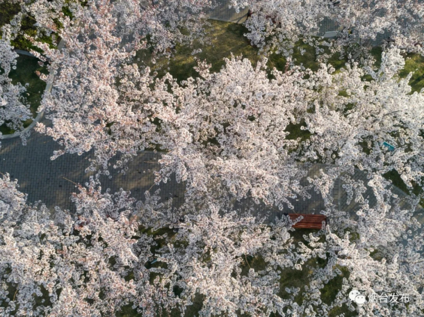 Cherry flowers bloom on Yangma Island