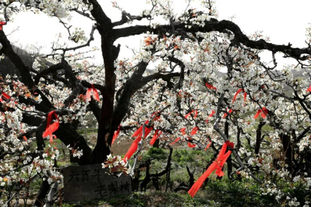 Pear flowers draw tourists to Yantai village