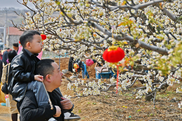 Pear flowers draw tourists to Yantai village