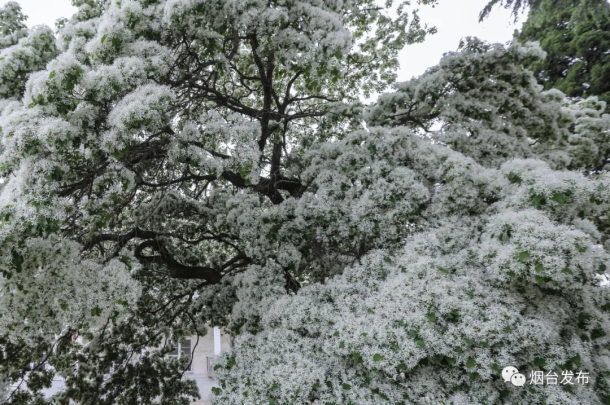 White tassel flowers in full bloom in Yantai