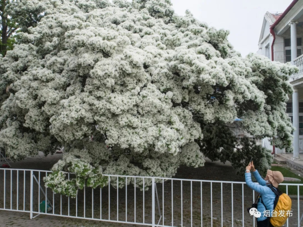 White tassel flowers in full bloom in Yantai