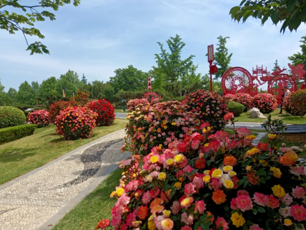 Chinese rose flowers in full bloom in Laizhou