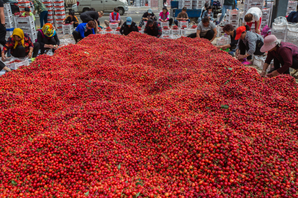 Yantai embraces harvest season of cherries