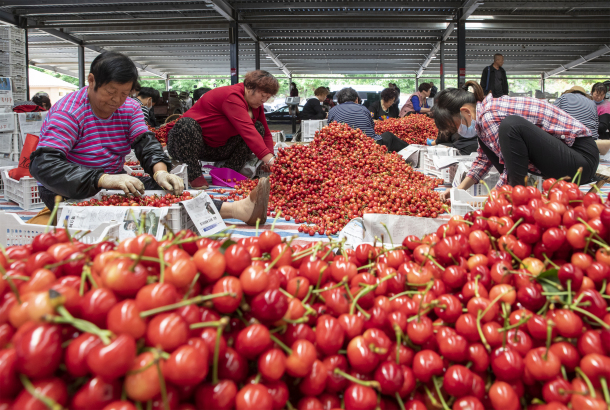 Yantai embraces harvest season of cherries