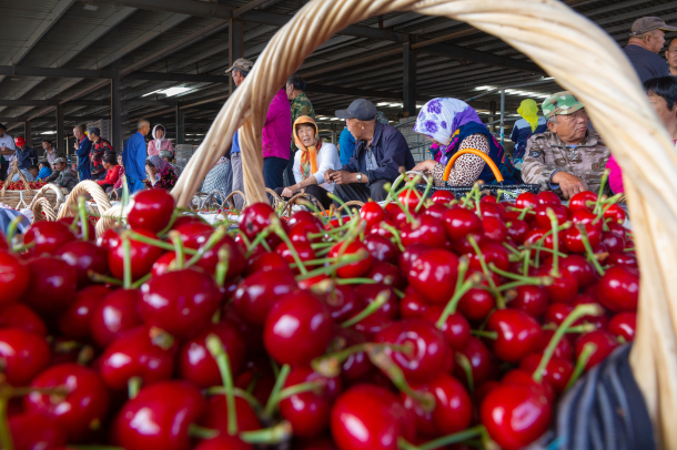 Yantai embraces harvest season of cherries