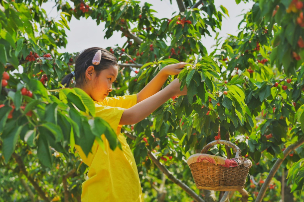 Yantai embraces harvest season of cherries