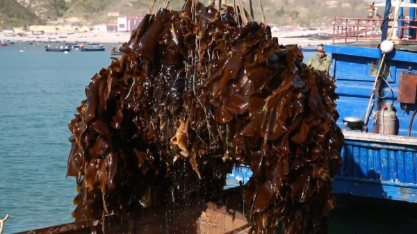 Changdao enters kelp harvest season