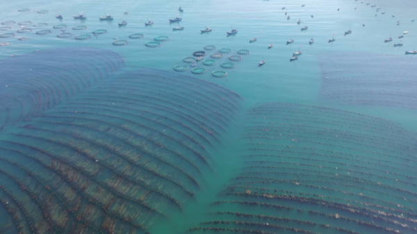 Changdao enters kelp harvest season