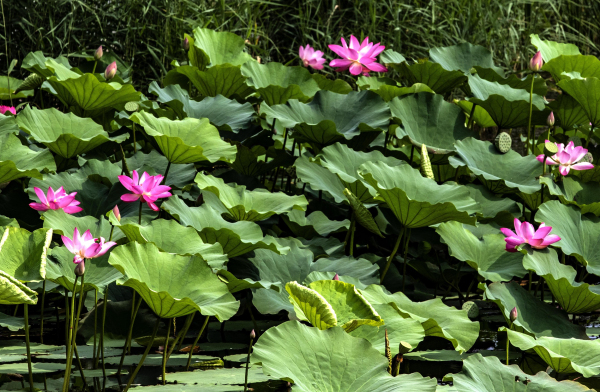Lotus flowers in full bloom at Penglai wetland park
