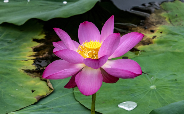 Lotus flowers in full bloom at Penglai wetland park