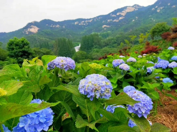 Hydrangeas bloom on Kunyu Mountain