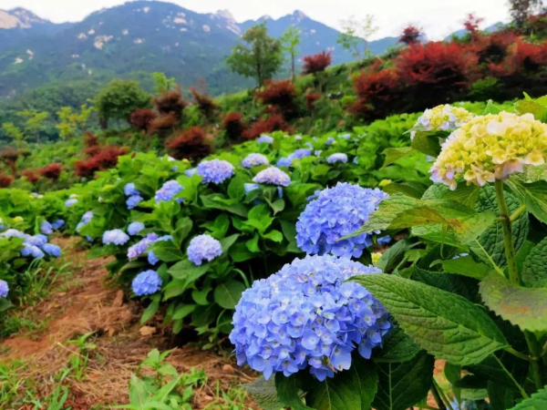 Hydrangeas bloom on Kunyu Mountain