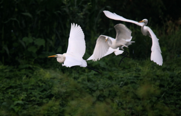 Egrets make a lively scene in Penglai, Yantai