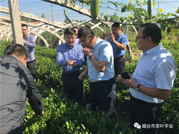 Yantai tea approved as national geographical indication agricultural product