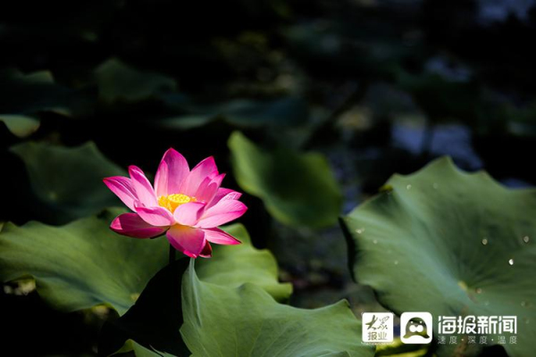 Lotus flowers in full bloom at Yuniao River Park