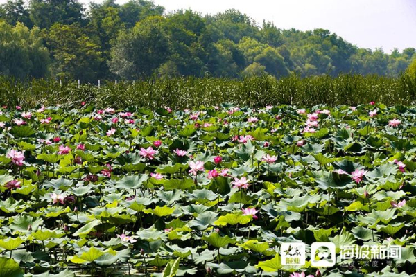 Lotus flowers in full bloom at Yuniao River Park