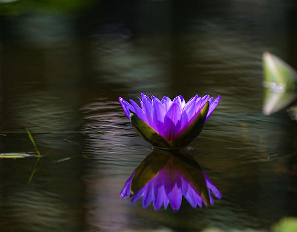 Lotus flowers in full bloom at Yuniao River Park