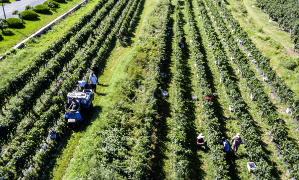 Farmers begin harvesting grapes in Penglai