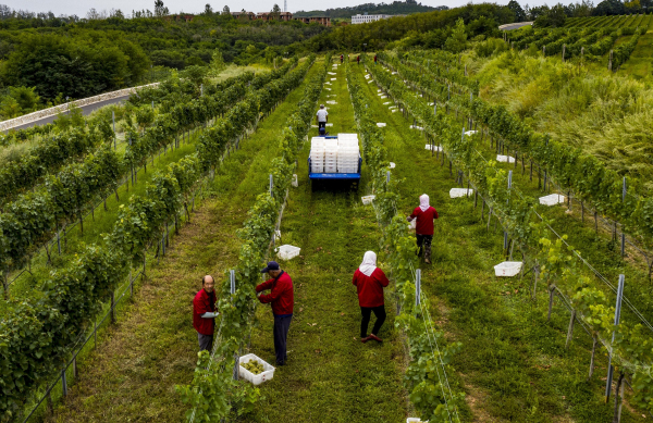 Farmers begin harvesting grapes in Penglai