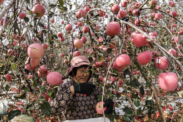 In pics: Yantai farmers harvest apples