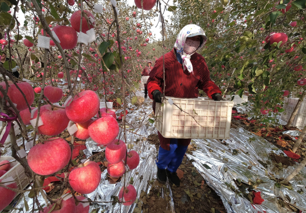 In pics: Yantai farmers harvest apples