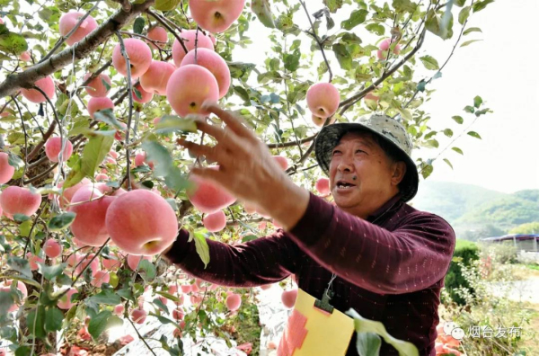 In pics: Yantai in four seasons
