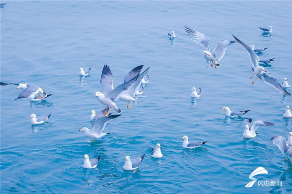 Flocks of seagulls forage, nest in Yantai