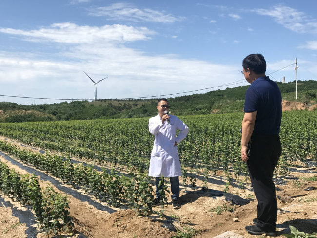 Biotech helps breed virus-free apple seedlings