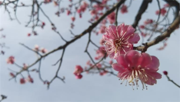 Plum blossoms decorate Nanshan Mountain in Yantai