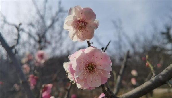 Plum blossoms decorate Nanshan Mountain in Yantai