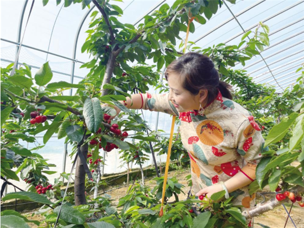 Cherries bring sweet success to Yantai town