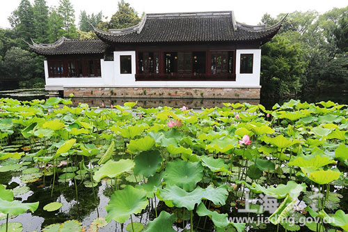 Jiading kicks off annual water lily and lotus show