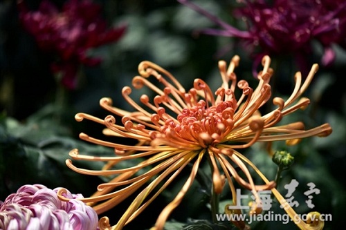Chrysanthemum show returns to Jiading