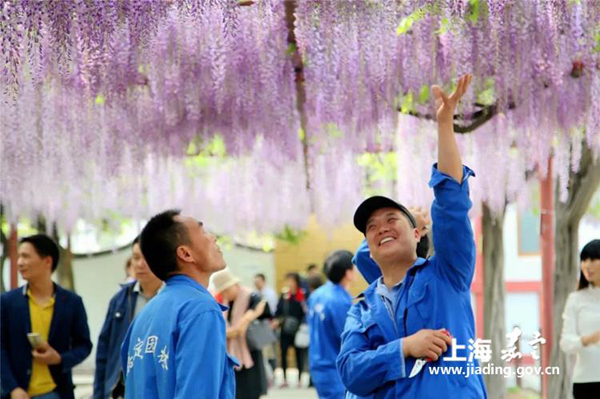 New wisteria cultural park to open in June