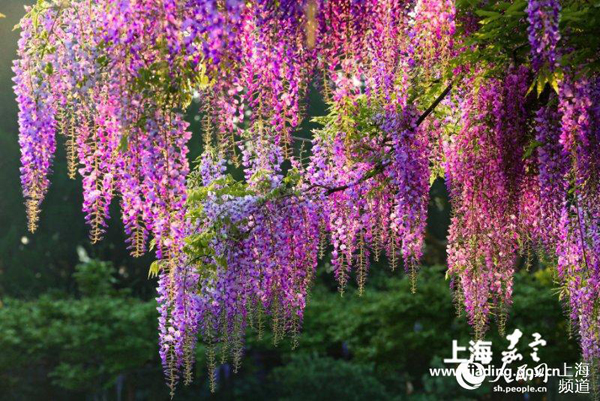 Enjoy wisteria blossoms in Jiading