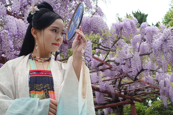 Enjoy wisteria blossoms in Jiading