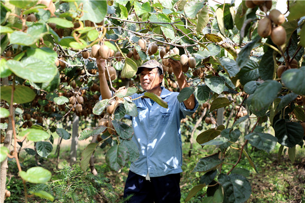 Get a taste of Jiading kiwi fruit