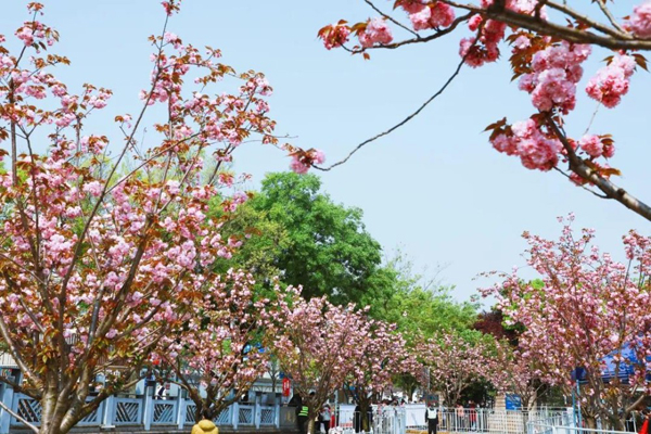 Pink and purple color up Jiading in spring