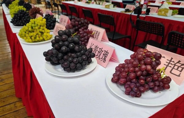 Malu grape cultural festival to kick off on July 2