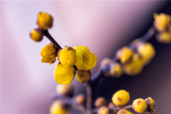 Appreciate wintersweet flowers in Jiading