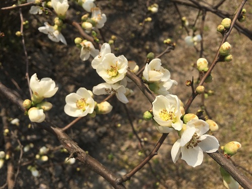 Tracts of flowering quinces usher in florescence