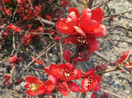 Tracts of flowering quinces usher in florescence